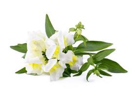Click  and  Grow Smart Garden Refill White Snapdragon 3pcs