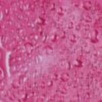 Užuolaidos WATER CERISE 627-84