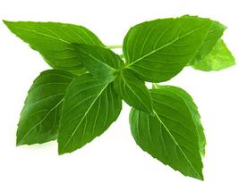 Click & Grow Smart Garden refill Thai Basil 3pcs