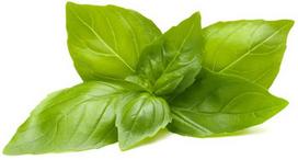 Click  and  Grow Smart Garden Refill Lemon Basil 3pcs