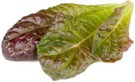 Click  and  Grow Smart Garden Refill Red romaine lettuce 3pcs
