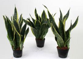 Vazoninis augalas sansevjera, Ø 12, 40 cm, lot. Sansevieria mix