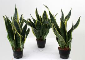 Vazoninis augalas sansevjera, Ø 12, 35 cm, lot. Sansevieria Superba