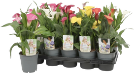 Vazoninis augalas kalija, Ø 12, 40 cm, lot. ZANTEDESCHIA MIX