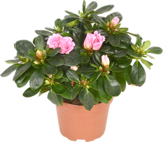 Vazoninis augalas azalija, Ø 12, 27 cm, lot. RHODO SI