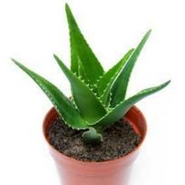 Vazoninis augalas alavijas, Ø 9, 20 cm, lot. ALOE TIKI TAHI