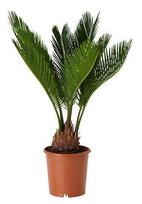 Vazoninis augalas cikas, Ø 14, 50 cm, lot. Cycas Revoluta
