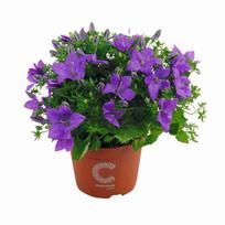 Vazoninis augalas katilėlis, Ø 12, 20 cm, lot. CAMPANULA