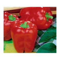 Paprikos Barborka 10g
