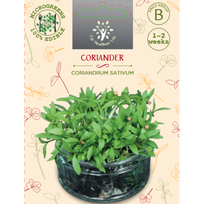 Sėklos daigams Blakinė kalendra 10g (CORIANDRUM SATIVUM)