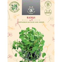 Sėklos daigams Valgomieji ridikėliai Rose d'hiver de Chine 5g (RAPHANUS SATIVUS VAR. NIGER)