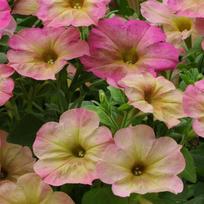 Darželinė petunija Dusty Rose 5 sėklos