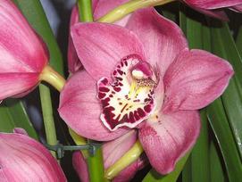 Vazoninis augalas cimbidis, Ø 14, 80 cm, lot. CYMBIDIUM, 3 stiebai