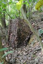 Tragopan Camo maskuojantis tinklas ruduo 3x3 m