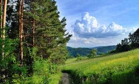 Fototapetai Miškas 1010; 200x270cm, 300x270cm, 400x270cm