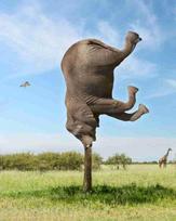 Fototapetai Fantastika 1194; 200x270cm, 300x270cm, 400x270cm