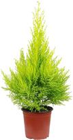 Lauko augalas kiparisas, Ø 14, 55 cm, lot. Cupressus mac. Goldcrest Wilma