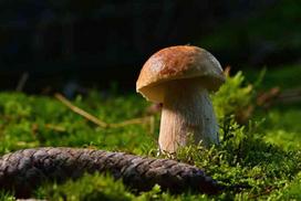 Plakatas Grybai 1157; Dydis A2, A1, A0 formato