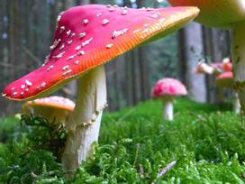 Fotodrobė Grybai 1177; 40x60cm, 60x90cm, 80x120cm, 100x150cm