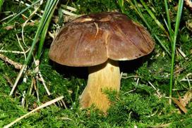 Fotodrobė Grybai 1143; 40x60cm, 60x90cm, 80x120cm, 100x150cm