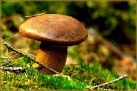Fotodrobė Grybai 1132; 40x60cm, 60x90cm, 80x120cm, 100x150cm
