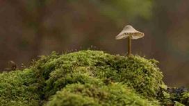 Fotodrobė Grybai 1123; 40x60cm, 60x90cm, 80x120cm, 100x150cm