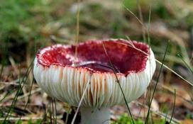 Fotodrobė Grybai 1080; 40x60cm, 60x90cm, 80x120cm, 100x150cm