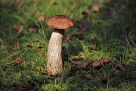 Fotodrobė Grybai 1041; 40x60cm, 60x90cm, 80x120cm, 100x150cm