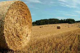 Fotodrobė Gamta 1700; 40x60cm, 60x90cm, 80x120cm, 100x150cm