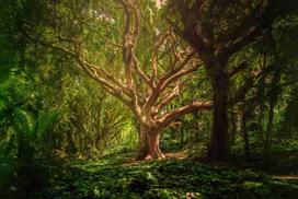 Fotodrobė Gamta 1664; 40x60cm, 60x90cm, 80x120cm, 100x150cm
