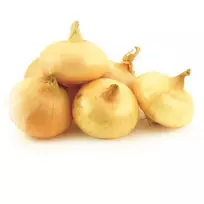 Svogūnai CLEVER