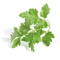 Šviežių petražolių ryšulėlis, 50 g