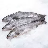 Atšaldytas skrostas vaivorykštinis upėtakis