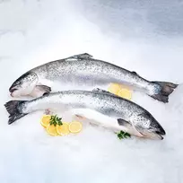 Skrostos atvėsintos atlantinės lašišos su galva