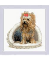 Yorkshire Terrier 2152