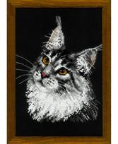 Maine Coon 1599
