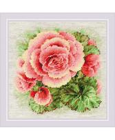 Begonia 2122