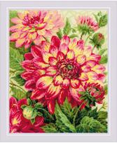 Dahlias 1968