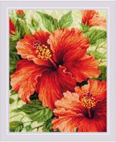 Hibiscus 1967