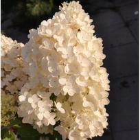 Hortenzija šluotelinė ''Grandiflora''