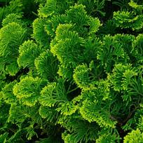 Puskiparisis "Nana Gracilis"