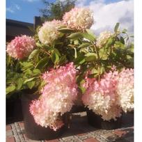 Hortenzija šluotelinė ''Vanille Fraise'' ®