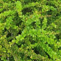 Raugerškis Tunbergo "Green Carpet"