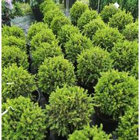 Kukmedis europinis ''Ball form''
