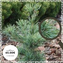 Pušis smulkiažiedė "Schoon's Bonsai"