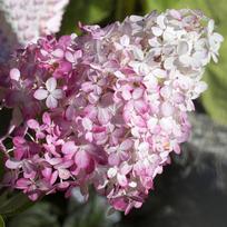 Hortenzija šluotelinė "Pink Diamond"