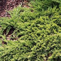 Kadagys horizontalusis "Prostrata"