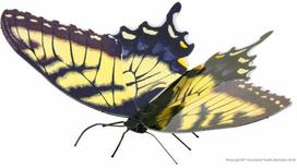 Metal Earth Metalinis 3D konstruktorius "Tiger Swallowtail"
