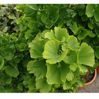 Ginkmedis dviskiautis "Mariken"