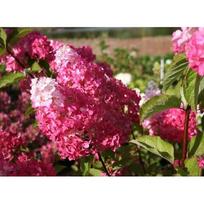 Hortenzija šluotelinė ''Fraise Melba''®
